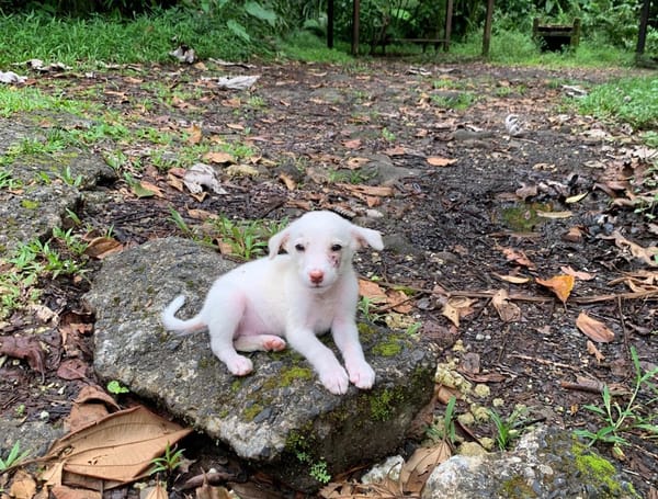 WOODY, chiot mâle Berger Créole