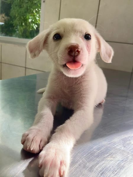 WOODY, chiot mâle Berger Créole