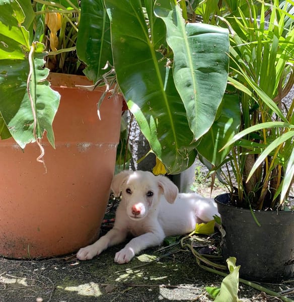 WOODY, chiot mâle Berger Créole