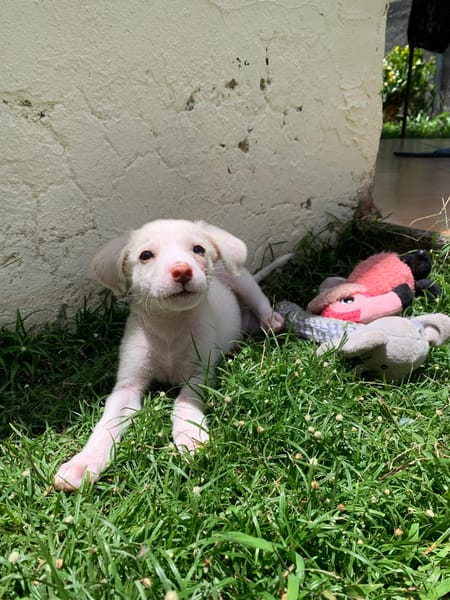 WOODY, chiot mâle Berger Créole