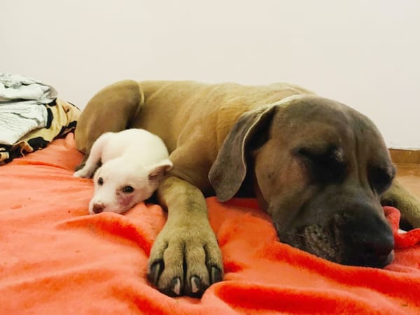 WOODY, chiot mâle Berger Créole