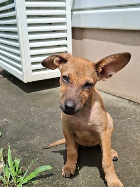 MIRIEL, Chiot femelle Berger Créole