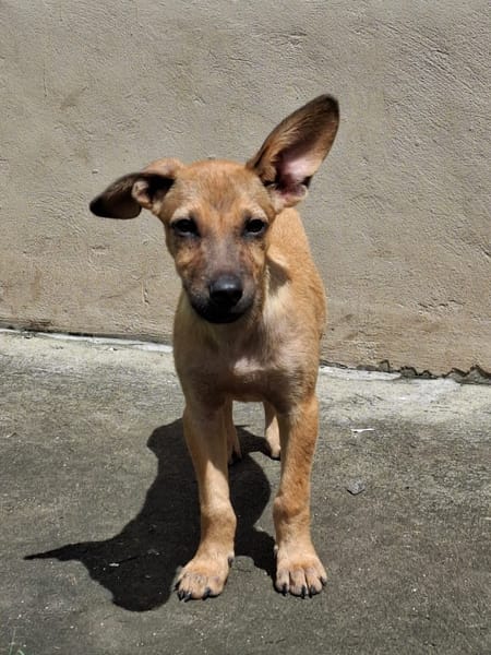 MIRIEL, Chiot femelle Berger Créole