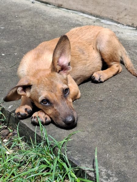 MIRIEL, Chiot femelle Berger Créole