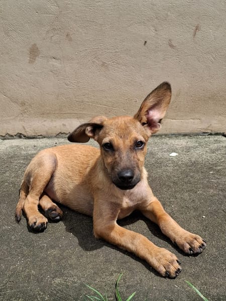 MIRIEL, Chiot femelle Berger Créole