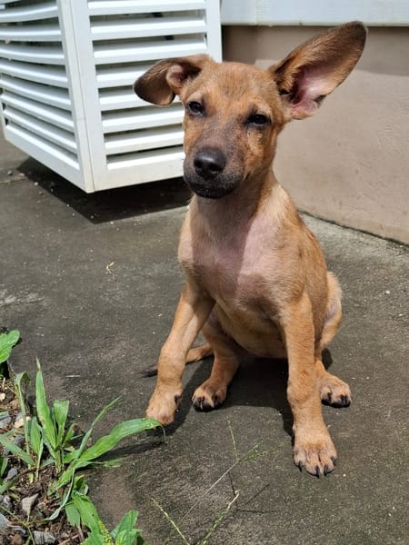 MIRIEL, Chiot femelle Berger Créole