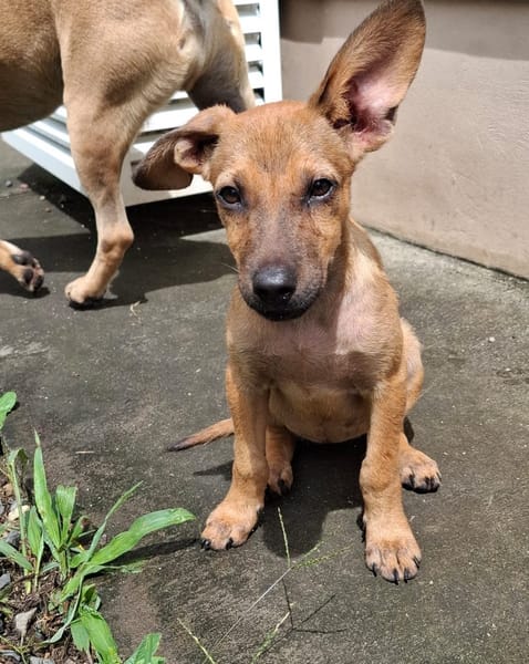 MIRIEL, Chiot femelle Berger Créole