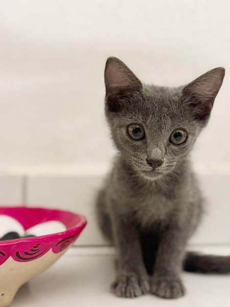 AHORA, chaton créole femelle