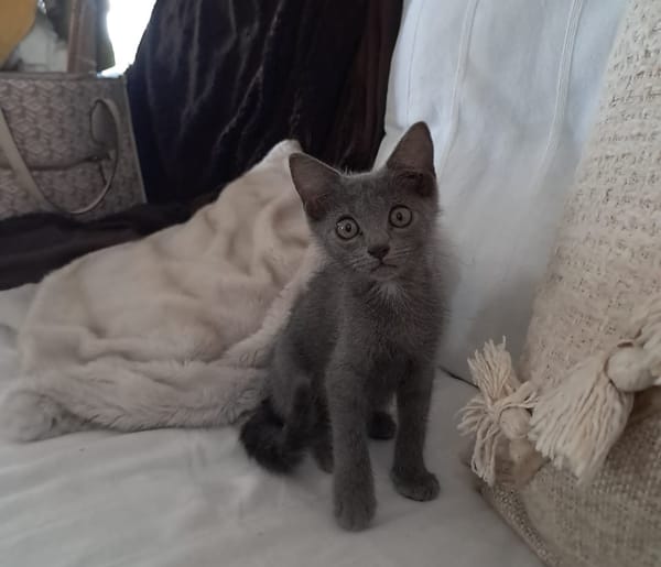 AHORA, chaton créole femelle