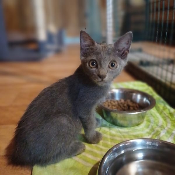 AHORA, chaton créole femelle