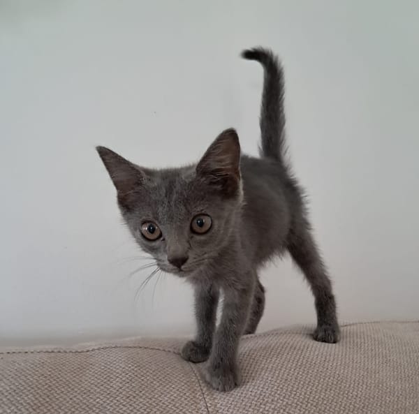 AHORA, chaton créole femelle