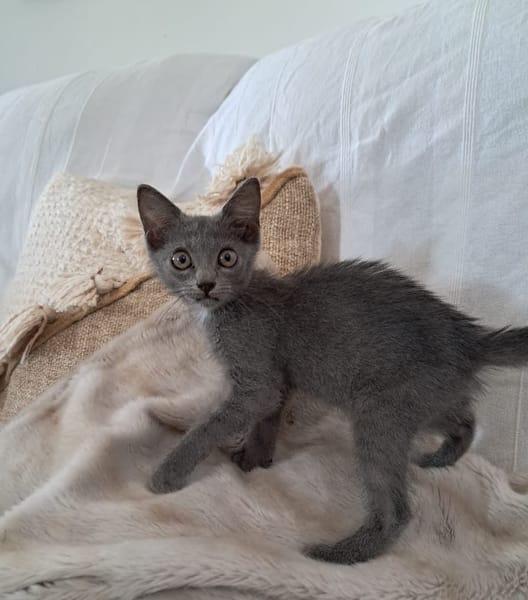 AHORA, chaton créole femelle