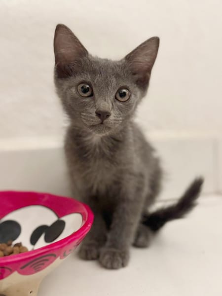 AHORA, chaton créole femelle
