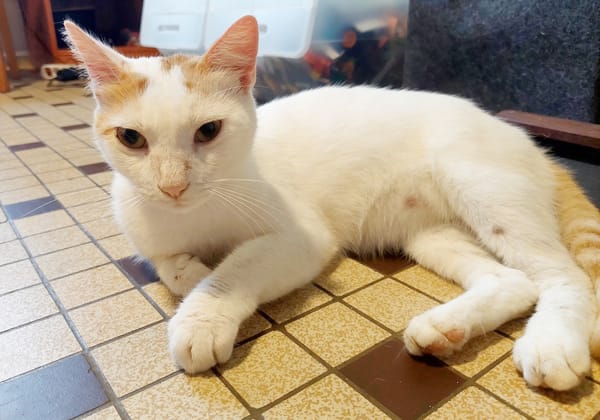 BLOUX Chat mâle européen