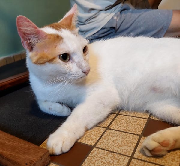 BLOUX Chat mâle européen