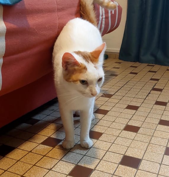 BLOUX Chat mâle européen