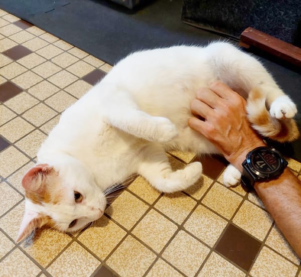 BLOUX Chat mâle européen