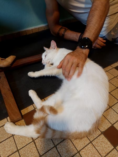 BLOUX Chat mâle européen