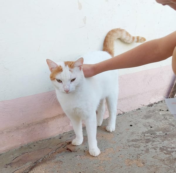 BLOUX Chat mâle européen