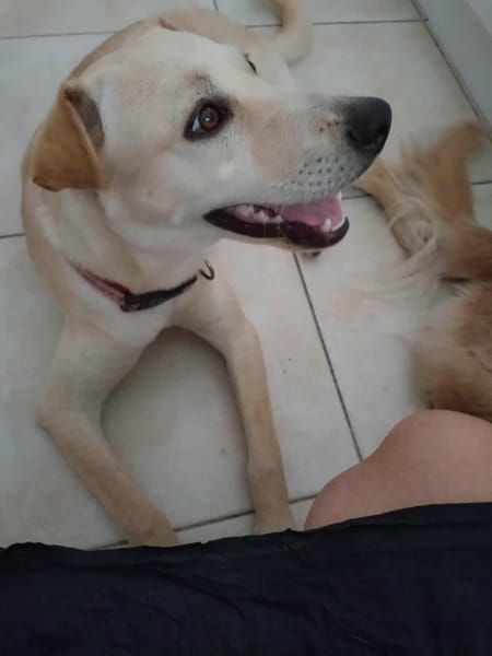 BUDY le magnifique