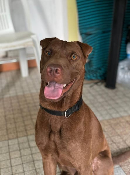 Pollux, mâle croisé shar pei, né le 03/06/2024  🐶