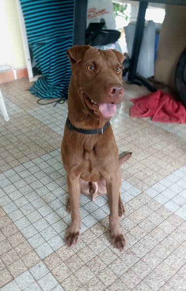 Pollux, mâle croisé shar pei, né le 03/06/2024  🐶