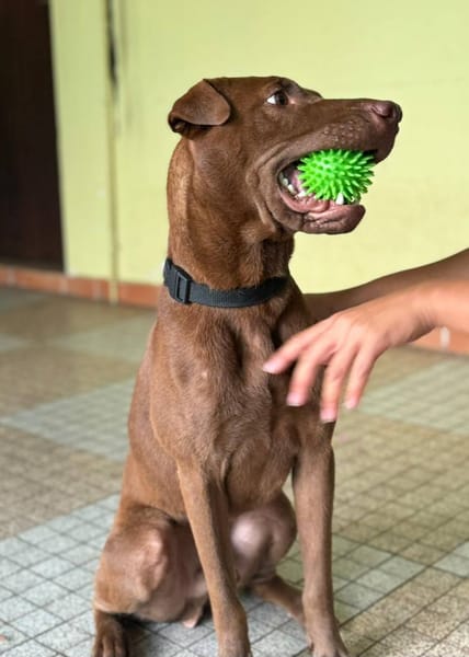 Pollux, mâle croisé shar pei, né le 03/06/2024  🐶