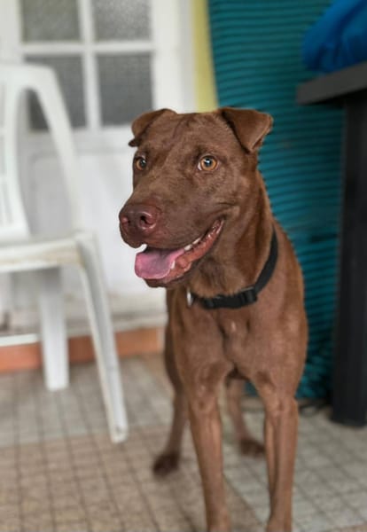Pollux, mâle croisé shar pei, né le 03/06/2024  🐶