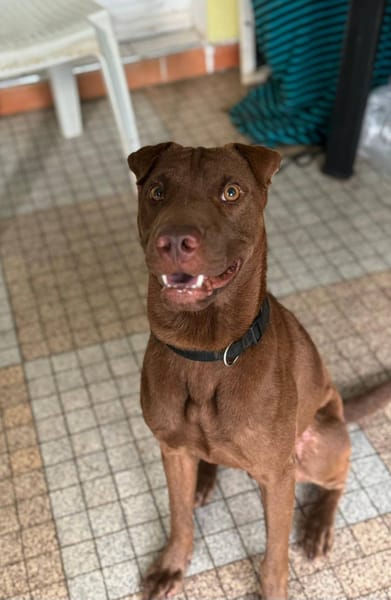 Pollux, mâle croisé shar pei, né le 03/06/2024  🐶