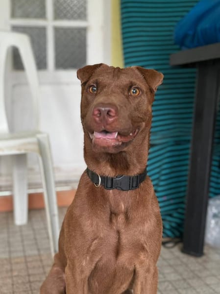 Pollux, mâle croisé shar pei, né le 03/06/2024  🐶