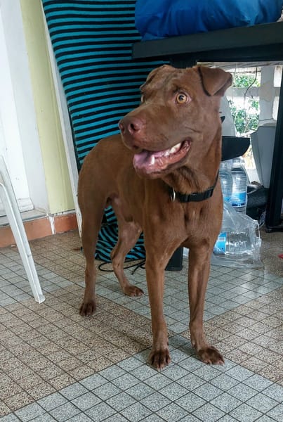 Pollux, mâle croisé shar pei, né le 03/06/2024  🐶