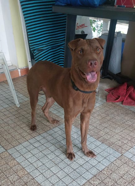 Pollux, mâle croisé shar pei, né le 03/06/2024  🐶