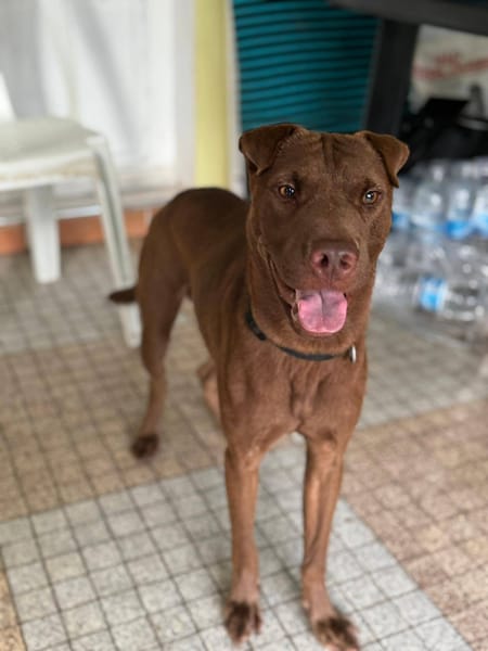 Pollux, mâle croisé shar pei, né le 03/06/2024  🐶