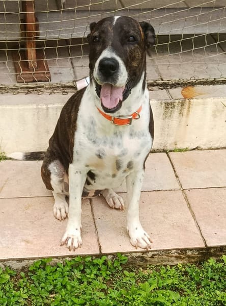 Frida, femelle croisée berger, née le 20/03/2022 🐶