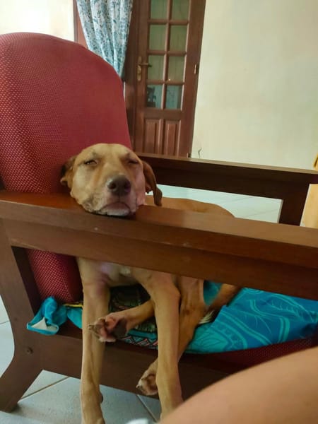 Fifi, mâle croisé berger, né le 15/06/2022 🐶