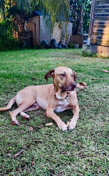 Fifi, mâle croisé berger, né le 15/06/2022 🐶