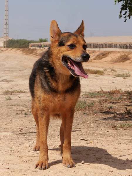 MAMBO (Maria)