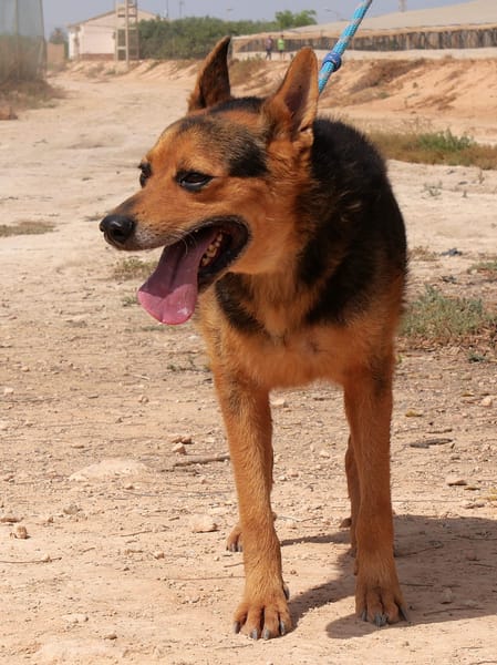 MAMBO (Maria)