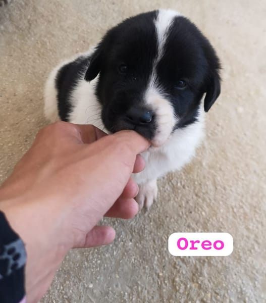 OREO (union animal)