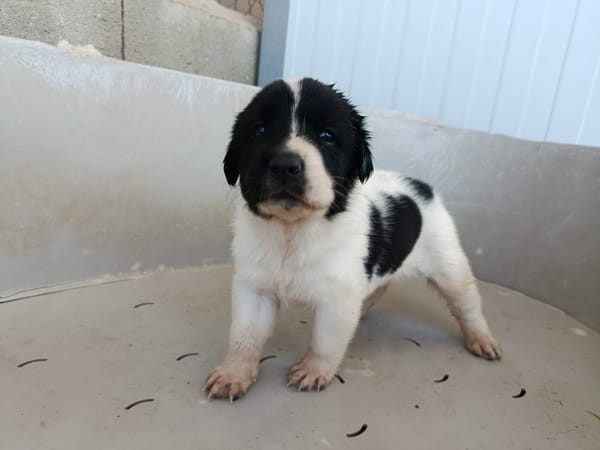 OREO (union animal)