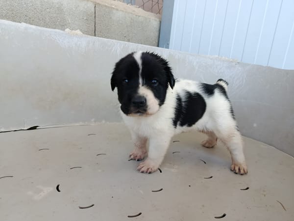 OREO (union animal)