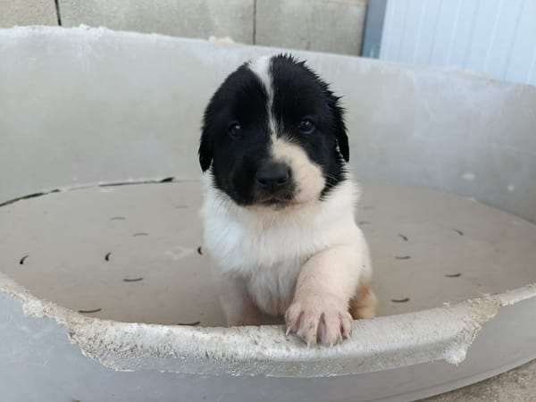 OREO (union animal)