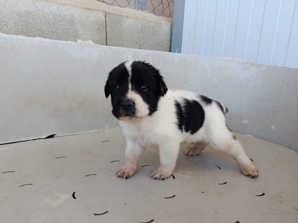 OREO (union animal)