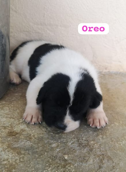 OREO (union animal)