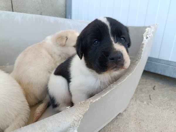 OREO (union animal)