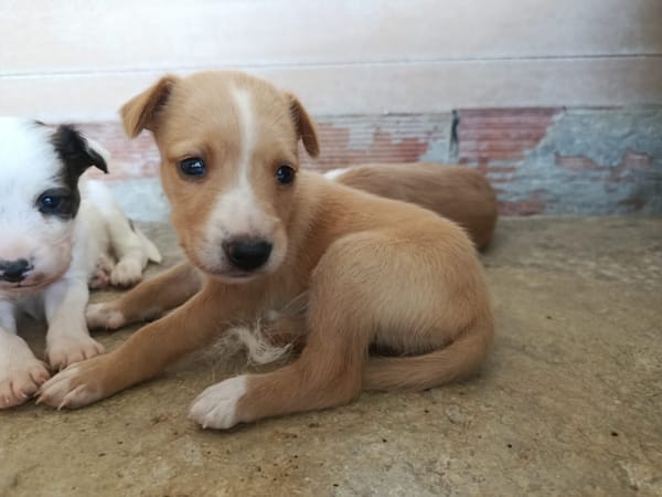 RANIA (union animal)