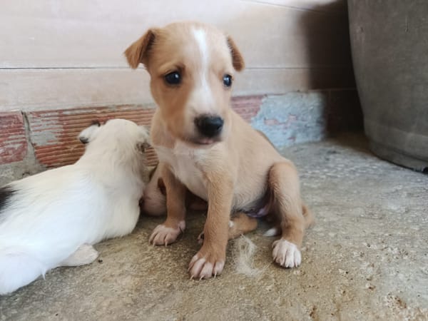 RANIA (union animal)