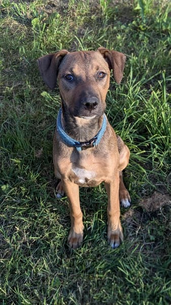 Zia, femelle berger, née le 06/01/2025🐶