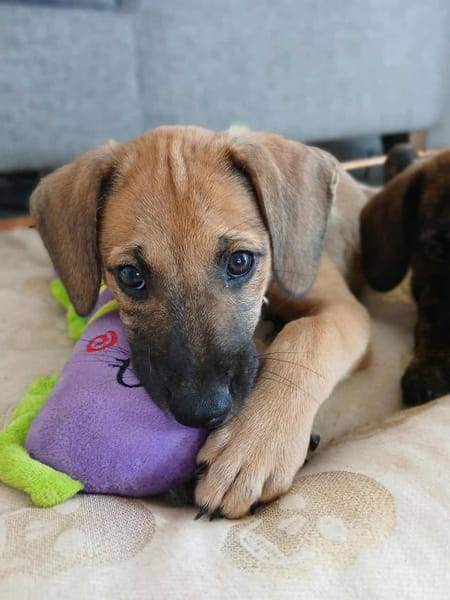 Pepsy, mâle croisé, né le 20/04/2025  🐶