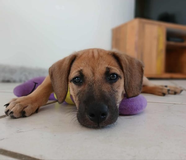 Pepsy, mâle croisé, né le 20/04/2025  🐶